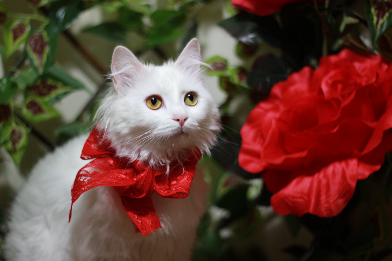 A fluffy white cat with golden eyes wears a red bow around its neck, surrounded by green leaves and red roses.